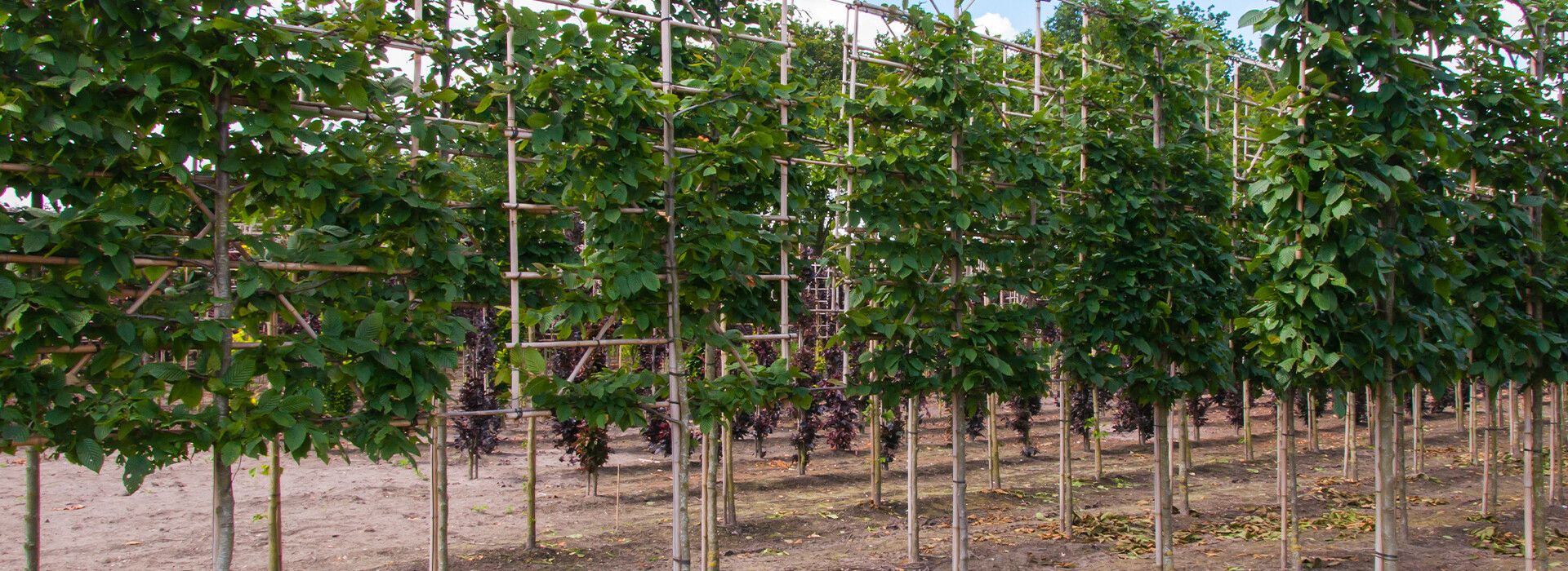 Header breed - Boomkwekerij (2)