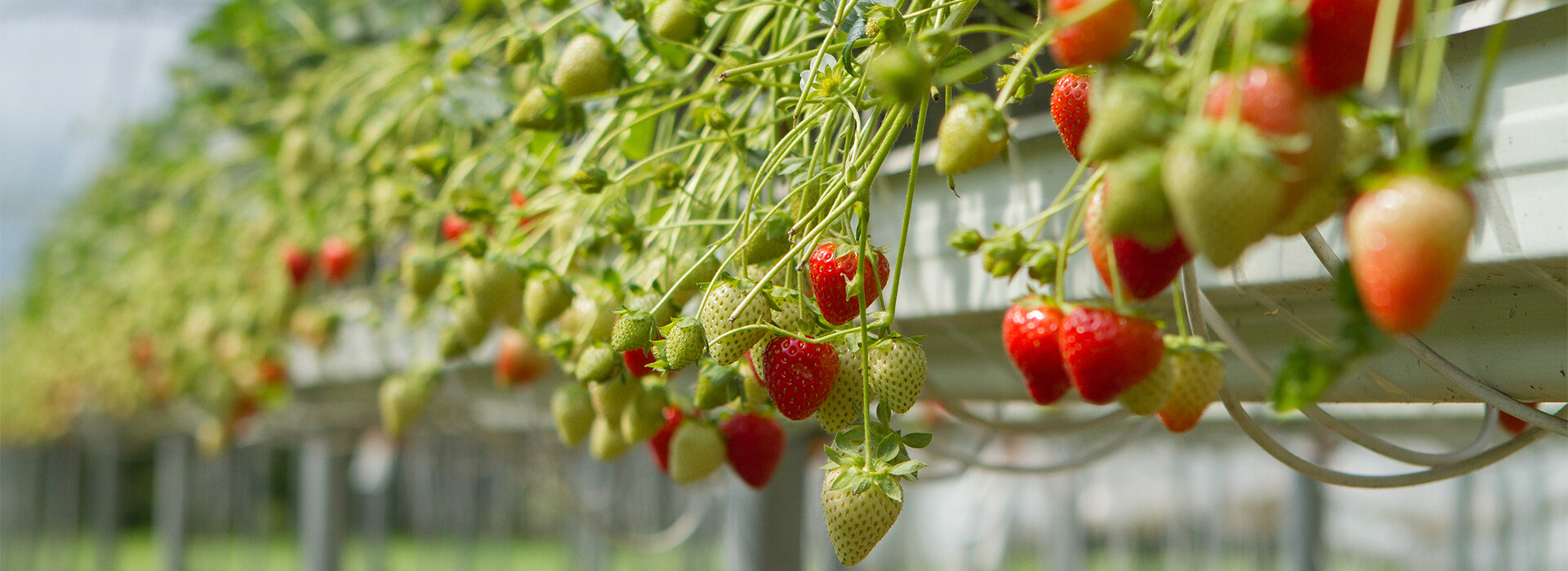 Header breed - Zachtfruit