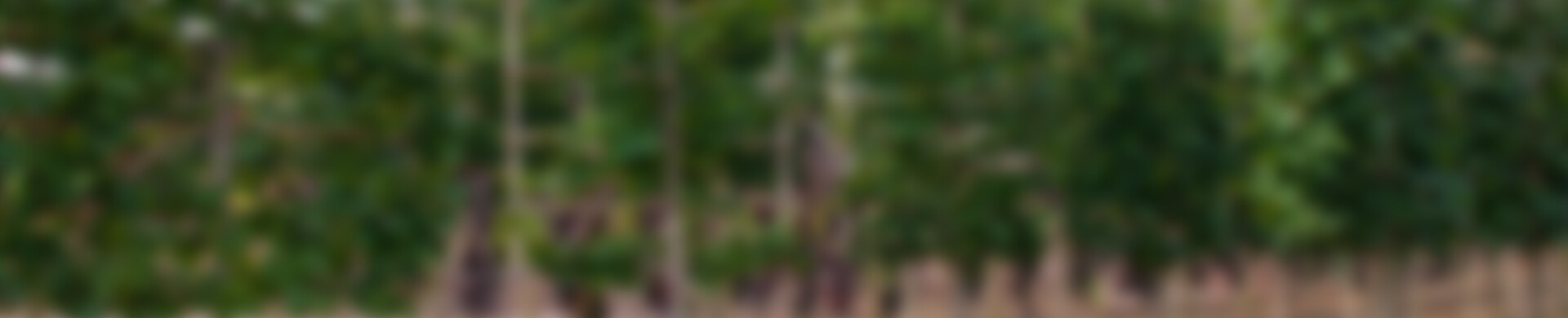 Header smal - Boomkwekerij