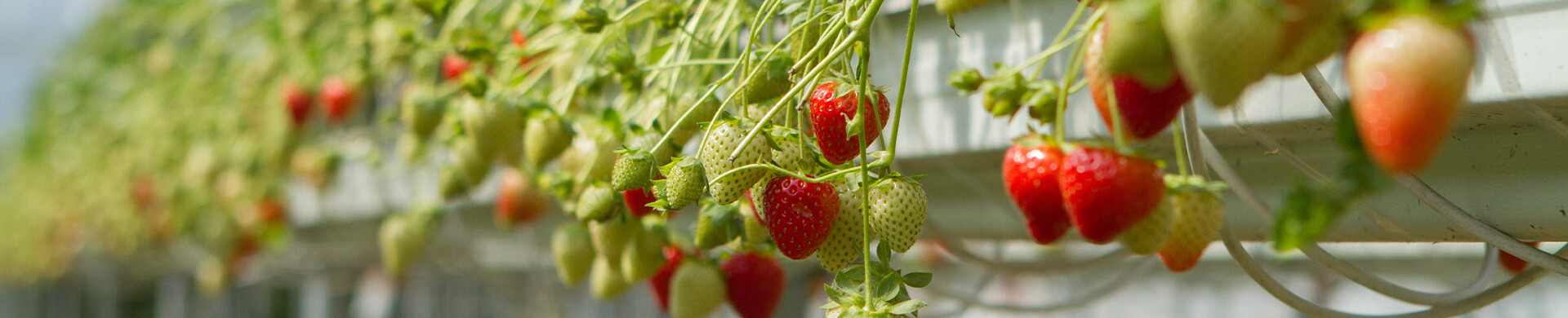 Header smal - Zachtfruit
