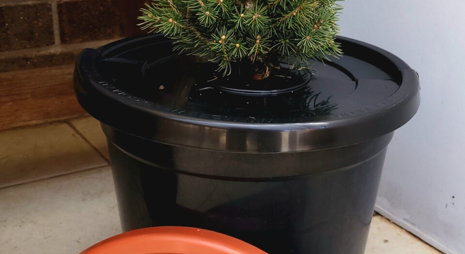 PotHead_display_with_tree_3