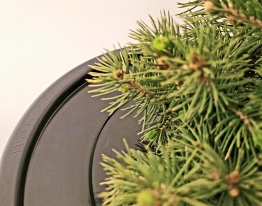 PotHead_display_with_tree_5