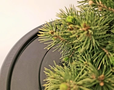 PotHead_display_with_tree_5