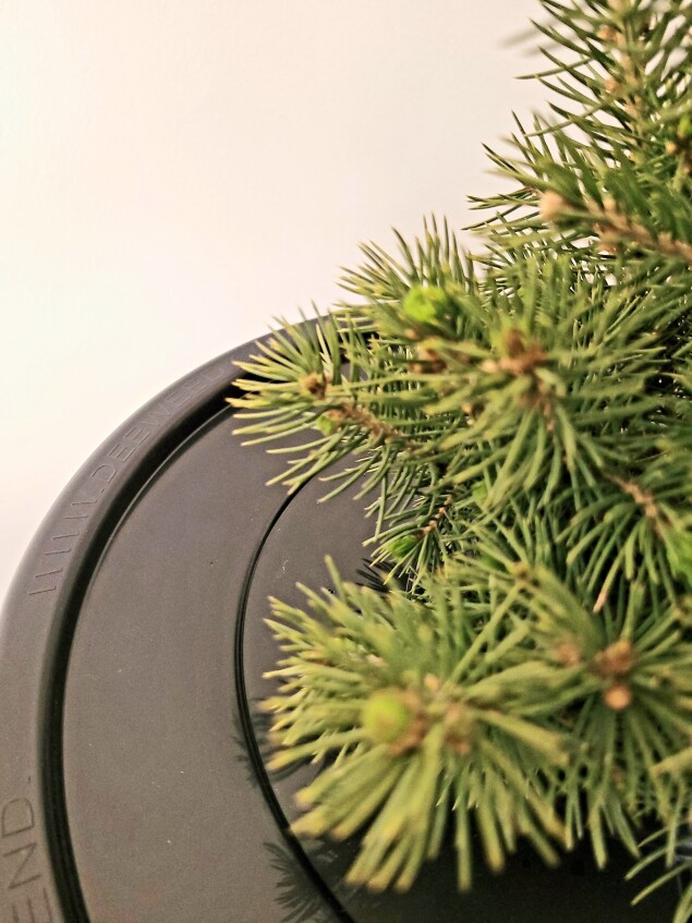 PotHead_display_with_tree_5