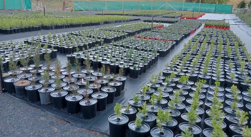 P300_PotHeads_in_nursery