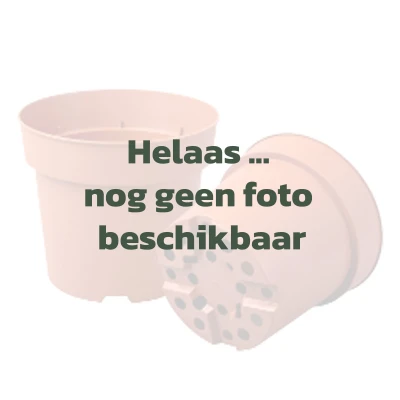 2023-10-26_VTH_sjabloon-geen-foto-potten2 (1).jpg