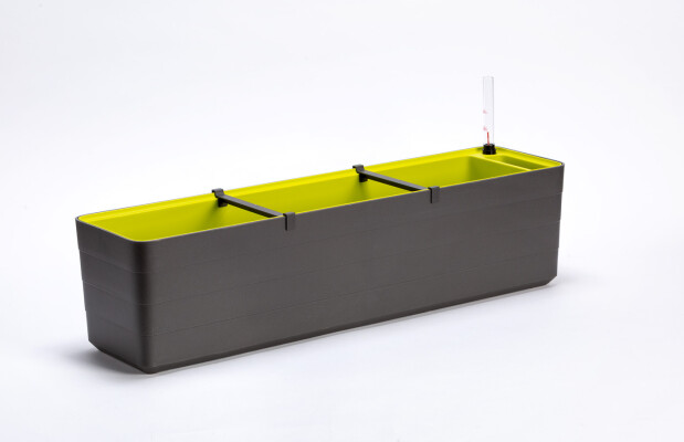 Berberis 80 19097480 - Grijs groen