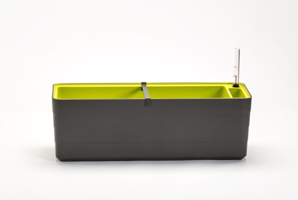 Berberis 60 19097460 - Grijs groen